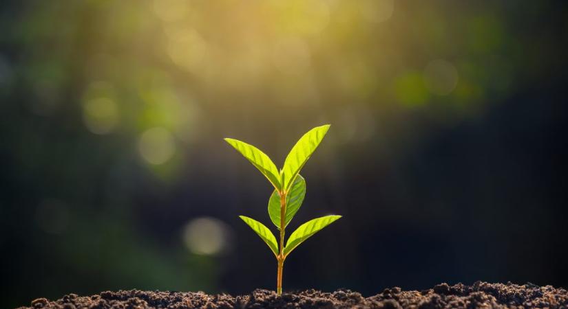 Ha ezt a szokatlan módszert alkalmazzuk, erősebb szárat növesztenek a palánták