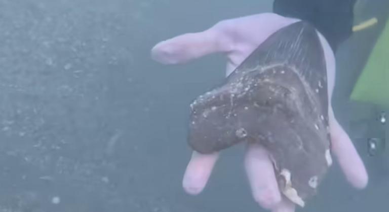 Húszméteres, ötventonnás szörnyeteg férfitenyér nagyságú fogát találta meg egy 16 éves srác