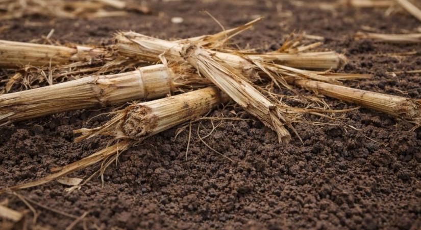 Mindenki az aszályról beszél – pedig nem ez a fő probléma