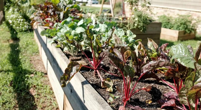 Így kezdj bele a veteményesbe: hat tipp, amivel garantált lesz a siker