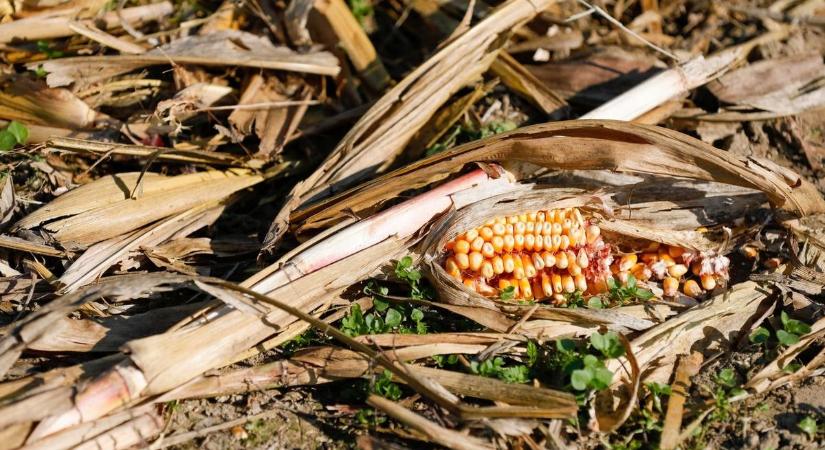 Fontos határidő: március 31-ig teljesíteniük kell a szabolcsi gazdáknak is az előírásokat!