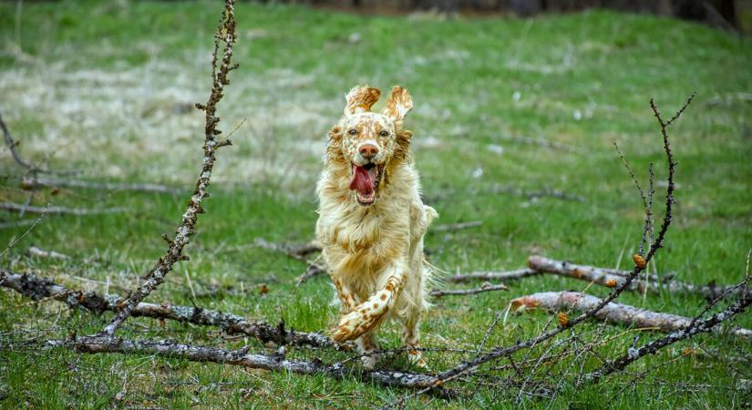 Mit jelent, ha a kutyád őrült rohangálásba kezd a lakásban? 6 tipikus kiváltó ok