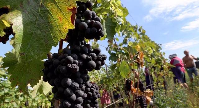 Hatszáz éve változatlan a pinot noir