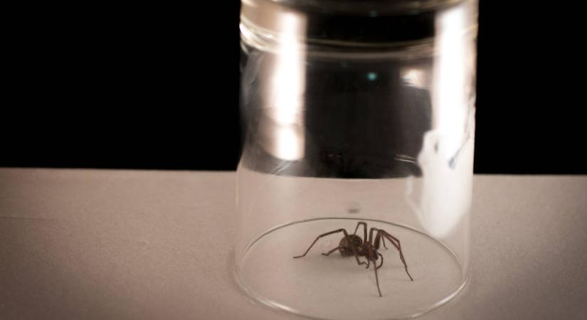Logikusnak tűnik kivinni a lakásban talált pókot – pedig a szakértők szerint gyakran rossz döntés