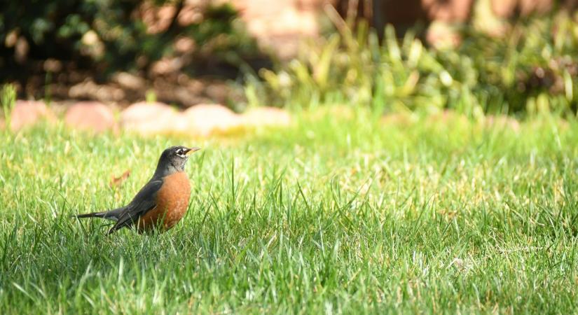 Madárbarát kert: hogyan alakíts ki élőhelyet?