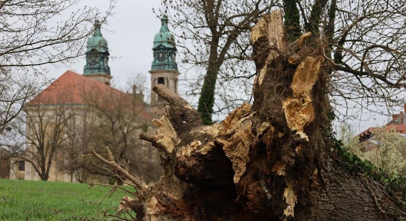 Hatalmas fát döntött ki a szélvihar Pápán