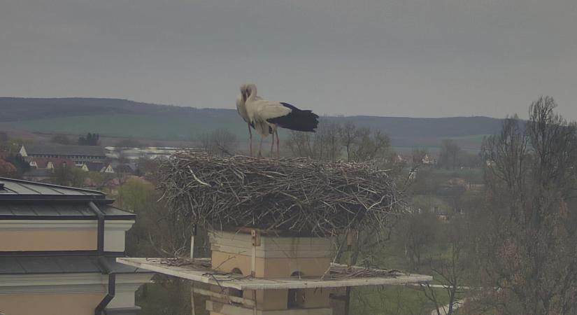 Ismét együtt az edelényi gólyapár