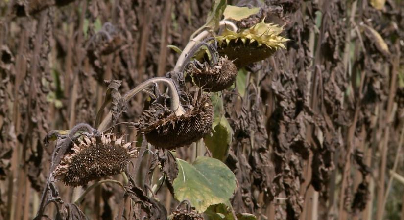 Több mint 45 milliárd forint agrárkárenyhítő juttatás érkezik a gazdálkodókhoz
