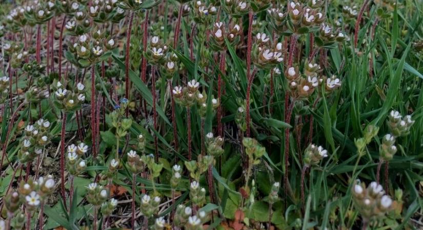 Virágzásnak indult a nagy gombafű a Hármas-Körös mentén