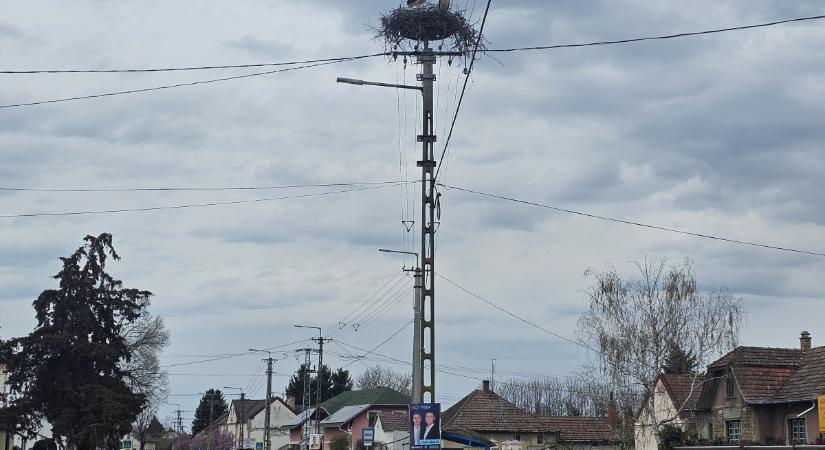 Megérkeztek a gólyák Debrecenbe és a környező településekre