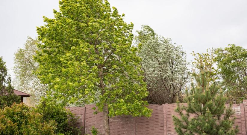 A hét utolsó napján sem csitul a szél