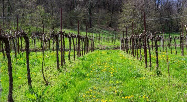 Talajélet a kertészetekben