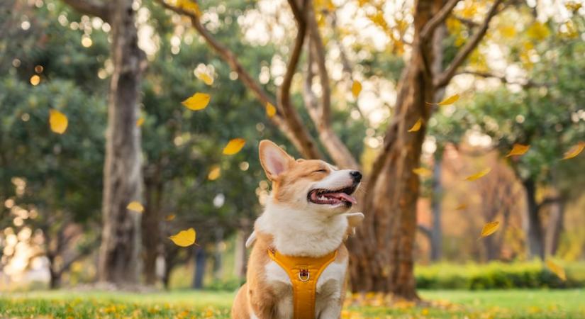 Ezt jelenti, ha a kutyád kerüli a tekintetedet