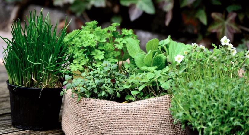 A kertészkedés újra a mindennapok része lehet – elindult a Kertművelő, a Nébih új kertészeti programja