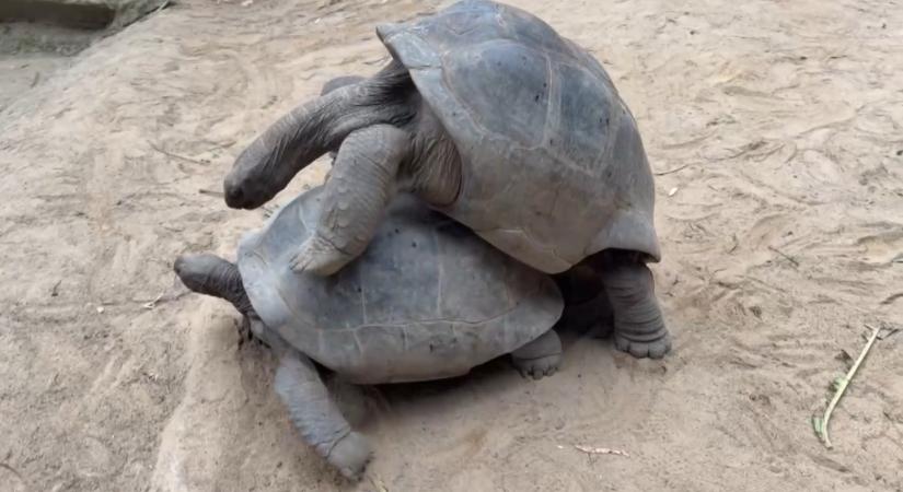 Különös párzási szokások az állatvilágban – meglepő, hogyan választanak párt