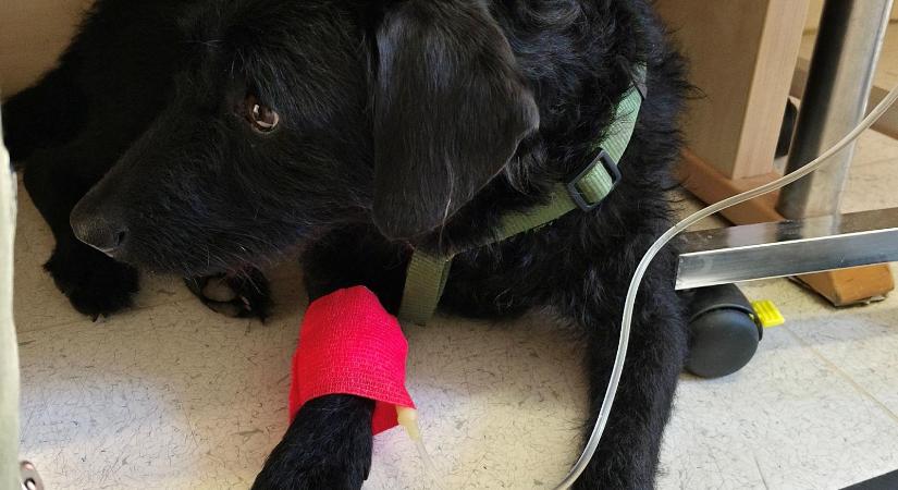 Papp Sándor Zsigmond: Kutyaszív