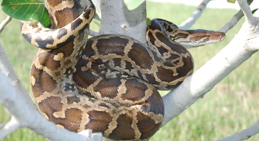 A pitonvér lehet a következő fogyasztó csodaszer