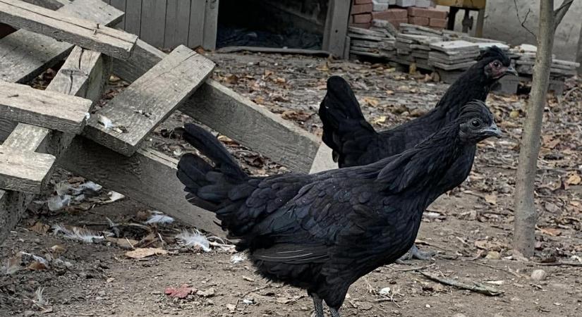 Tényleg létezik tetőtől talpig fekete tyúk?