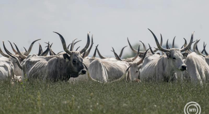 Görögországban is megjelent a ragadós száj- és körömfájás betegség