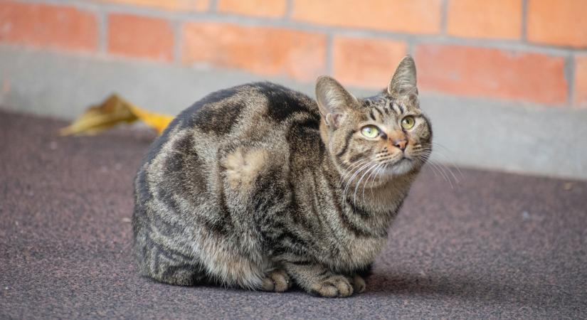 Tévhitet oszlatunk el a macskaetetés kérdésében