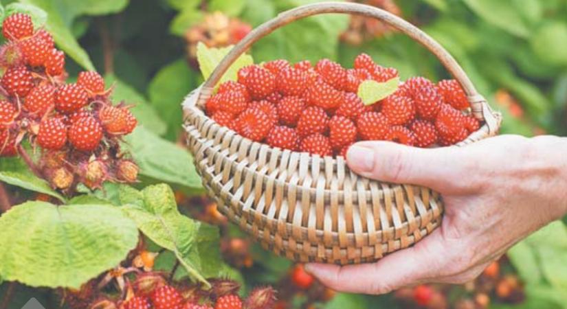 Málna és szeder: gyümölcsök a legkisebb kertekbe is