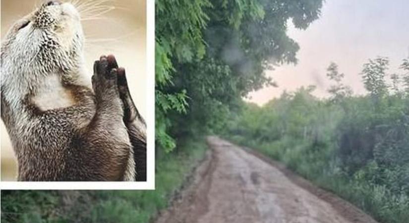 Jó hír a rajongóknak, amiért még a vidrák is hálát adnak