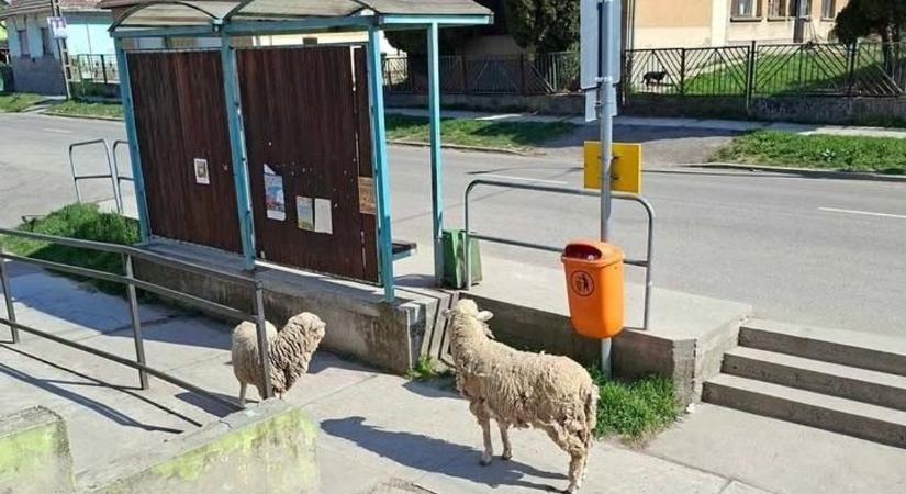 Ilyet sem látni minden nap! Megállt az ész a buszmegállóban