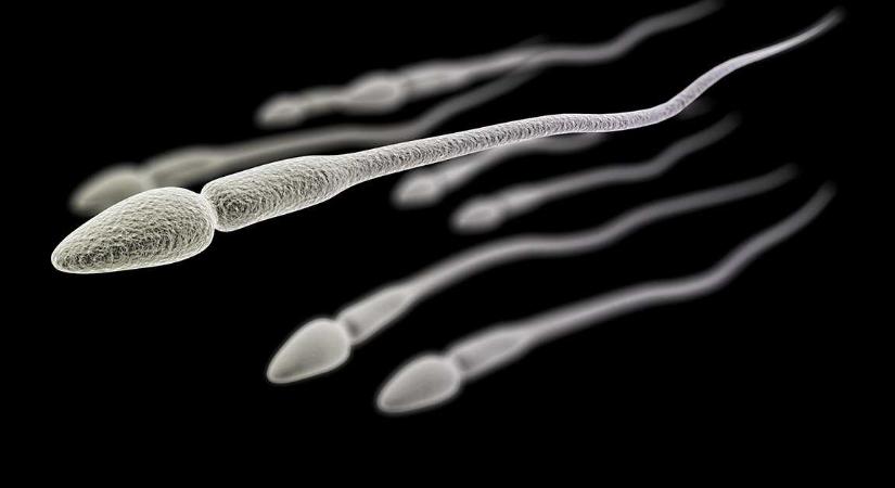 A spermiumok egészen másképp viselkednek az űrben, mint a Földön