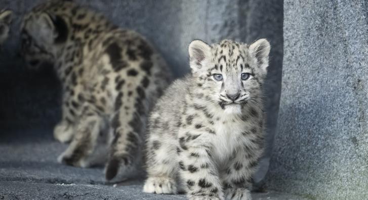 Ezek a kis hópárducok ellopják a szíved!