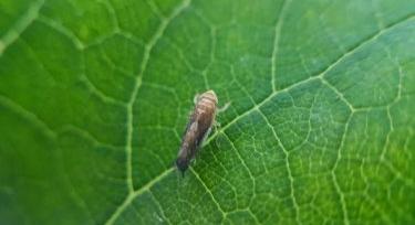 Széles összefogással harcolunk a szőlőkabóca ellen