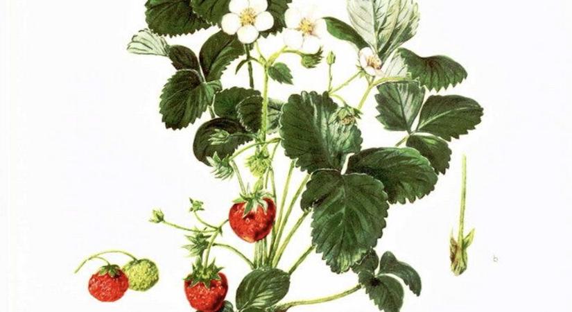 135 éve született a páratlan életművű növényillusztrátor, Csapody Vera