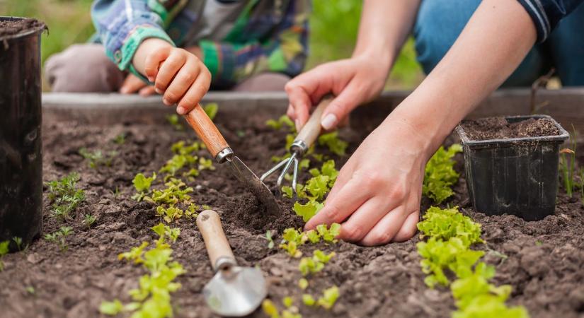 Segítenek a lelkes hobbikertészeknek – a Nébih a barátunk, s rengeteg jó ötlettel rukkol elő a hivatal