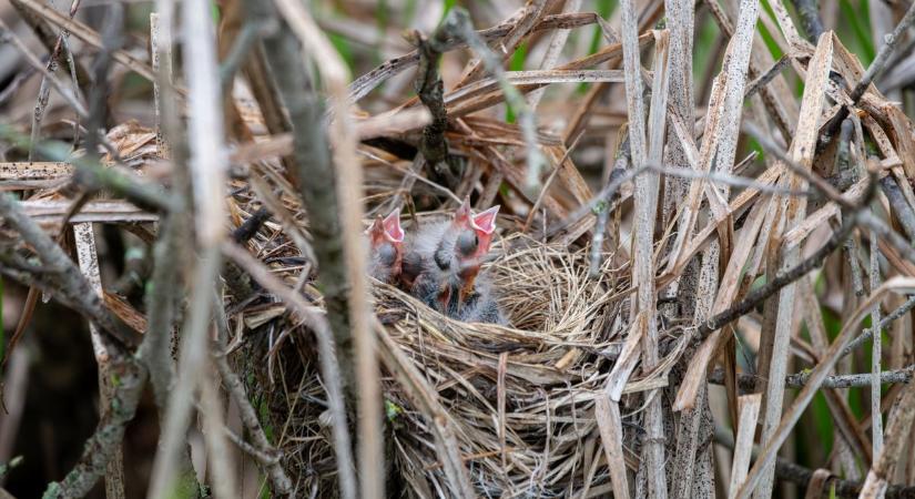 Nem minden esetben indokolt a fiókamentés: erre figyelmeztet a szakértő