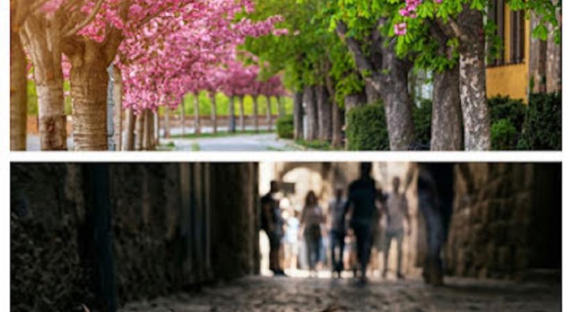 Elvirágzott virágvasárnapok – az egynapiság trónfosztása