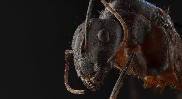 Egy hangyáért 220 dollár! Szürreális bűnözési hullám tartja stresszben Kenyát