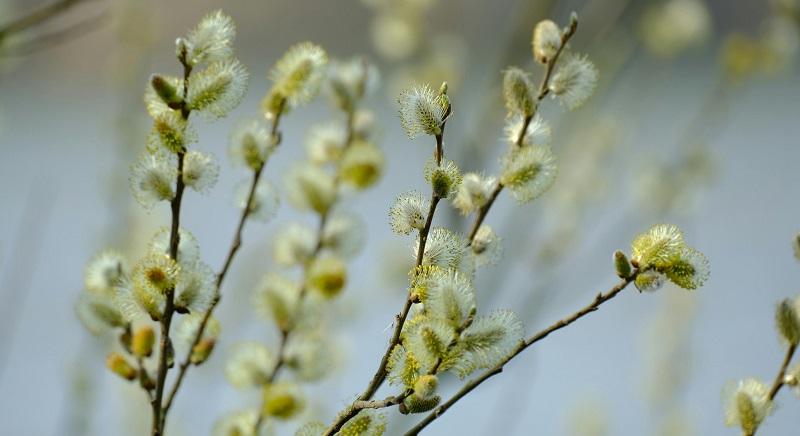 A nagyhét kezdete: ma van virágvasárnap