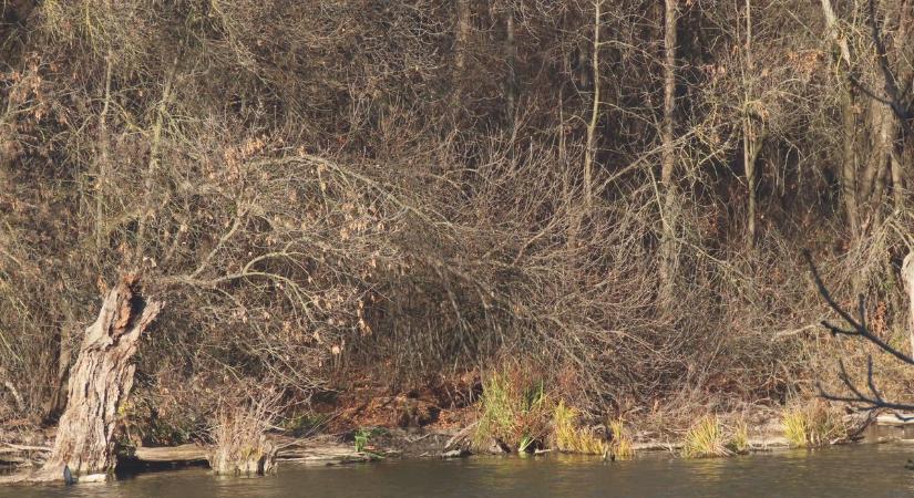 Furcsa egybeesés Mártélynál: még a nemzeti park szakemberei is meglepődtek