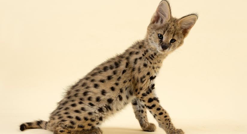 Vadon a nappaliban: három F1-es szavanna néz farkasszemet egy mókussal (videó)