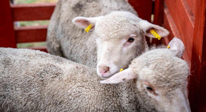 Újraél a hagyomány: Bárány Fesztivált rendeztek Vasváron - fotók