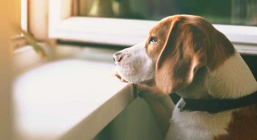 Meghatóbb, mint hinnéd: ezt élheti át a kutyád, amikor becsukódik mögötted az ajtó