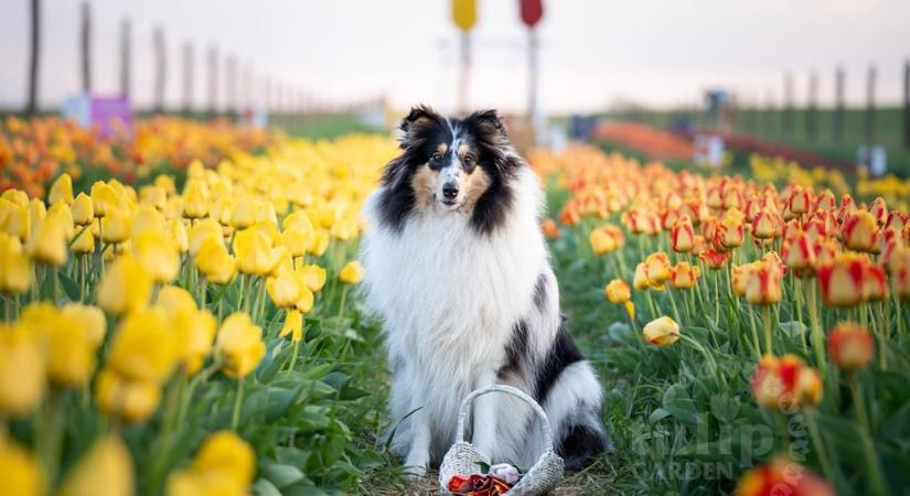 500 000 tulipán várja a látogatókat a Dunakanyarban