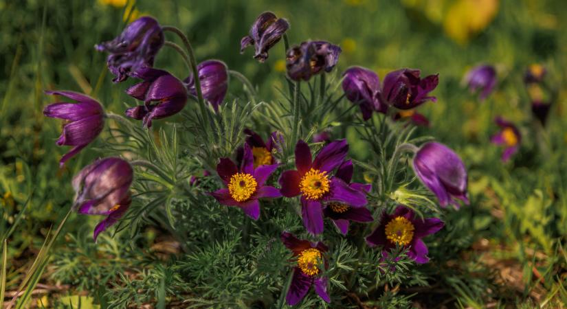 Komoly bírság jár ezért: sok magyar nem is tudja, fizethet, aki megteszi