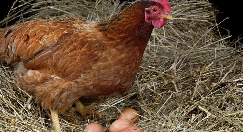 Új divat – tartsunk boldog tyúkokat!