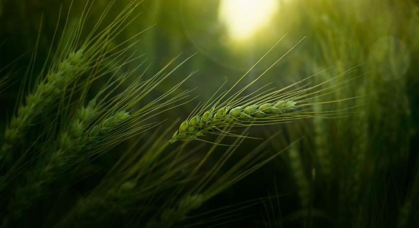 Új szintre lép a kalászosok tápanyag- és stresszkezelése