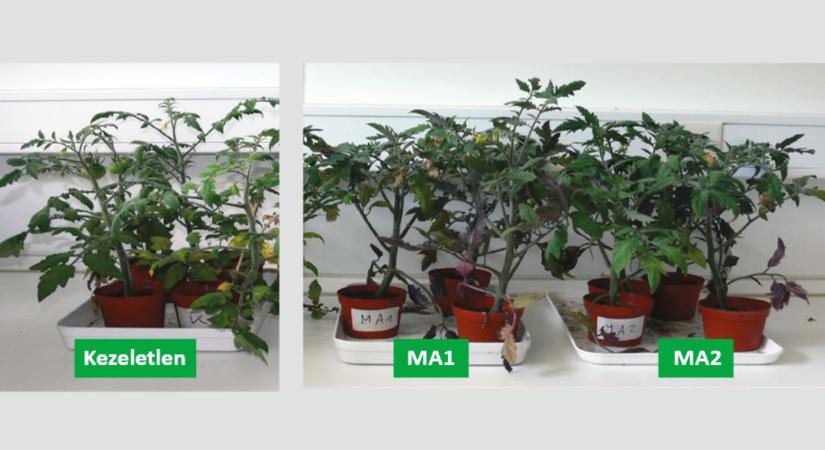 Amalgerol: így segíti a gyökér és a mikorrhiza együttműködését
