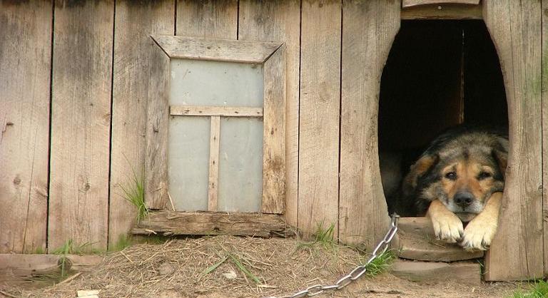 Belügyminiszter: tavaly mintegy 1500 veszélyben lévő állatot mentettek meg