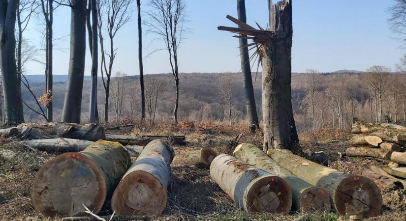 Védett erdőkkel fűtünk Magyarországon