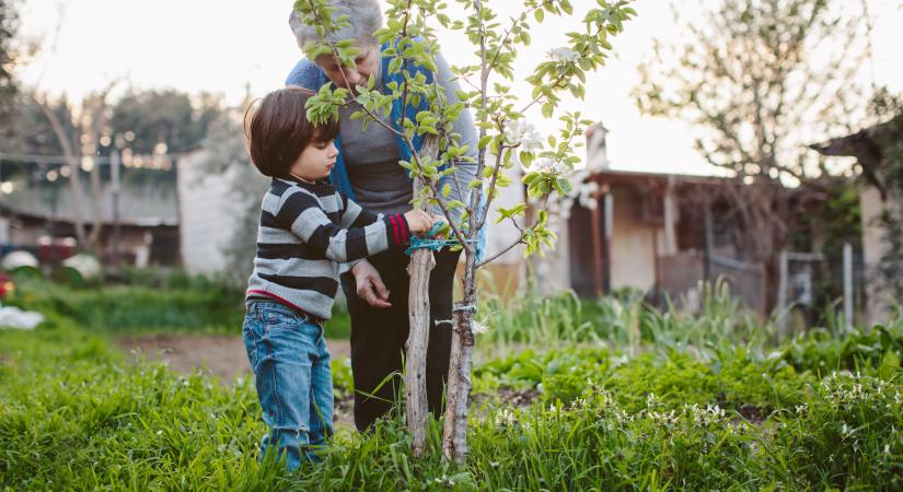 Ha ilyen fa áll a kertedben, most cselekedj: rengeteget fizethetsz, ha későn kapcsolsz