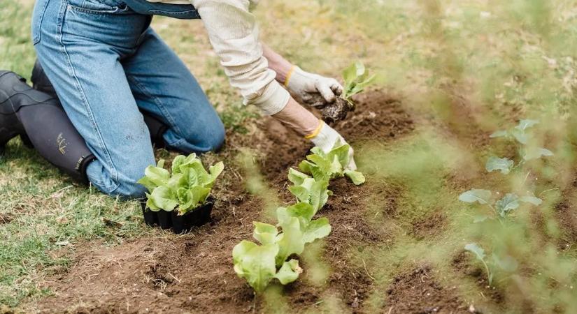 Ez a zöldség a kertészek legjobb barátja: évekig terem, szinte gondozás nélkül
