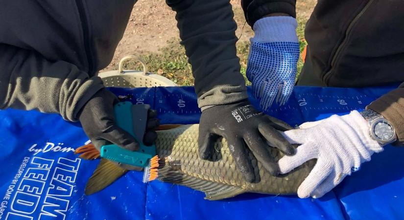 Aranyat érő pikkelyesek: Ingyen horgászjegy járhat a szerencsés fogásért